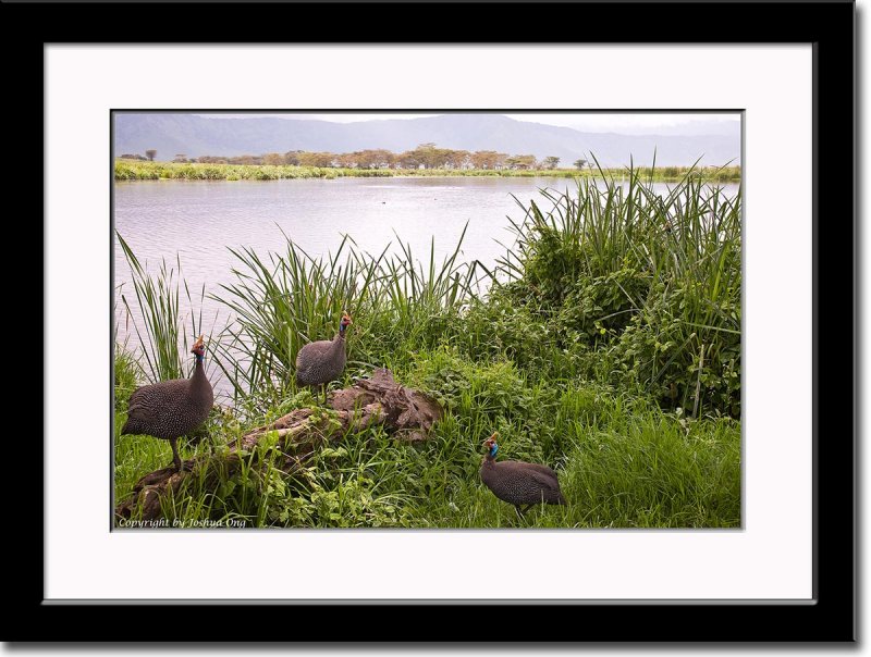 Helmeted Guineafowl