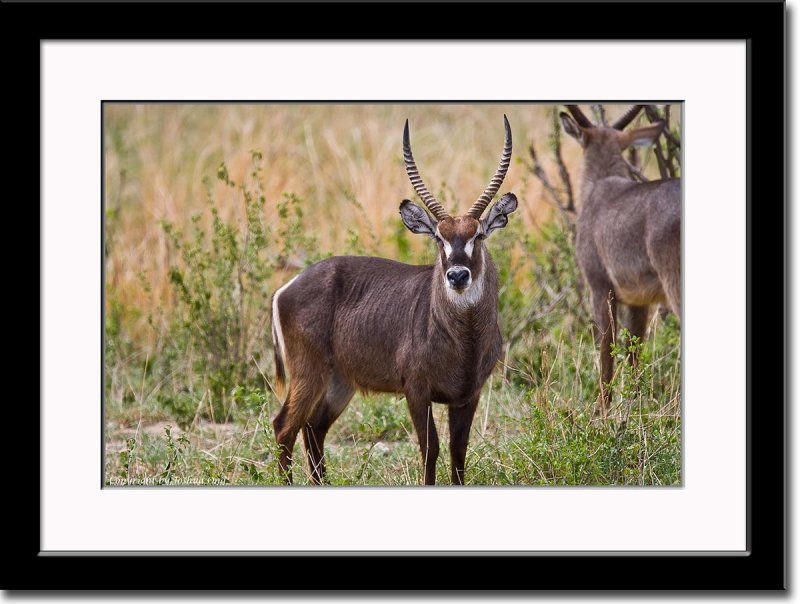 Toilet Seat Waterbuck