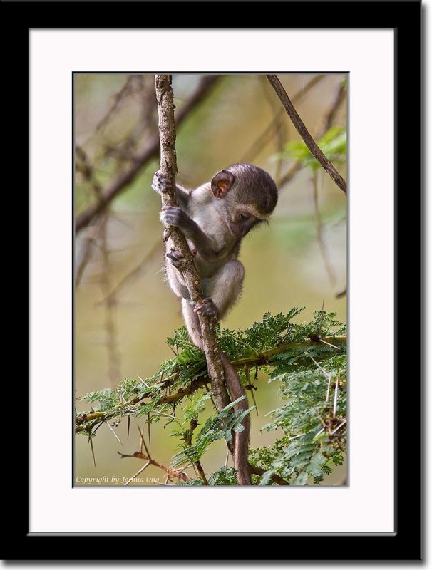 Baby Vervet Monkey