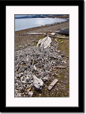Skelletal Remains of Beluga Whales