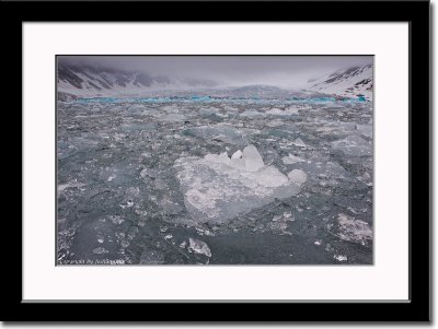 Guillemots' View of the Icescape