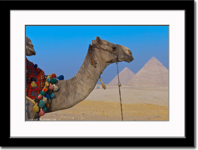 Camel and Pyramids - How Extraordinary... LOL