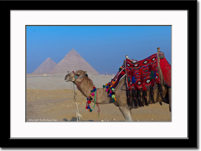 Camel and Pyramids - Another Extraordinary Shot... LOL