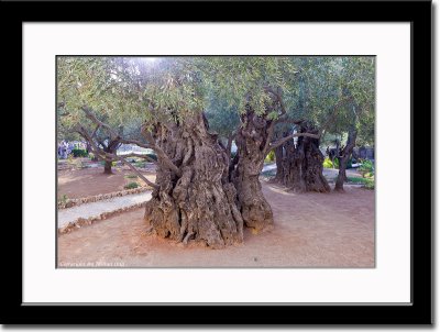 Old Olive Trees at Gethsemani