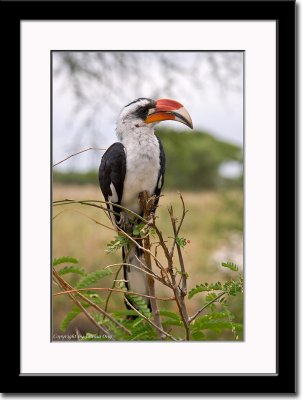 Red-billed Hornbill