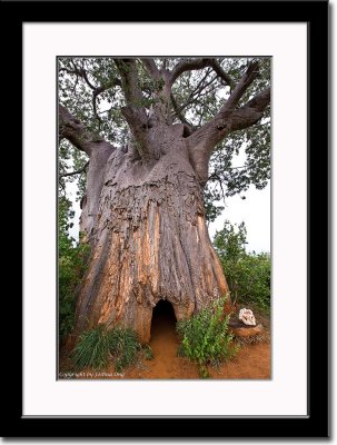 Huge Baobab Tree - Poachers Hide