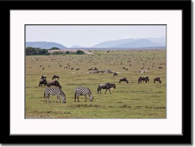 Zebras and Wildebeest Population