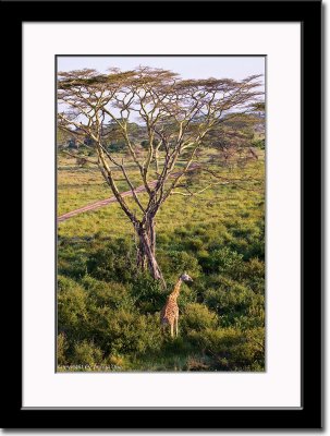 Birds Eye View of Giraffe