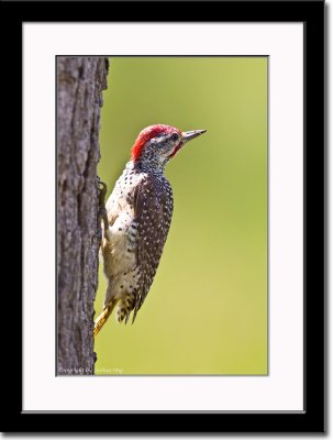 Cardinal Woodpecker 2