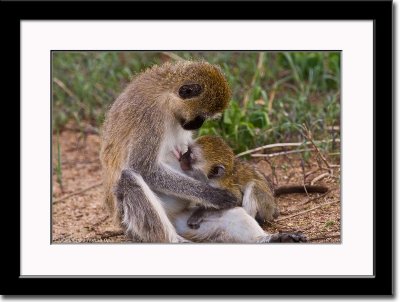 Black-Faced Vervet Monkeys