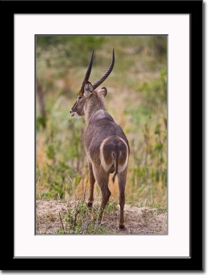 Toilet Seat Waterbuck