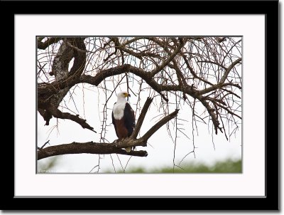 African Fish Eagle