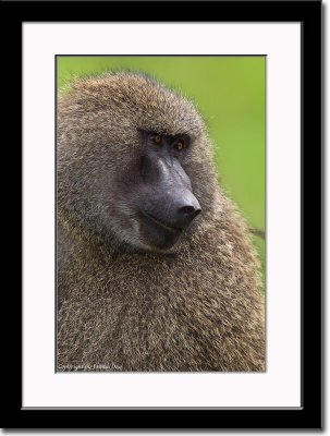 A Contented Baboon