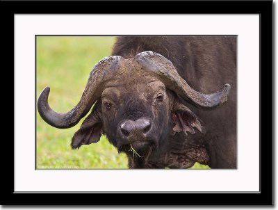Curious African Buffalo Bull