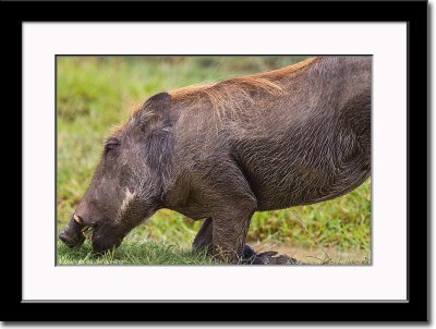 Feeding Warthog