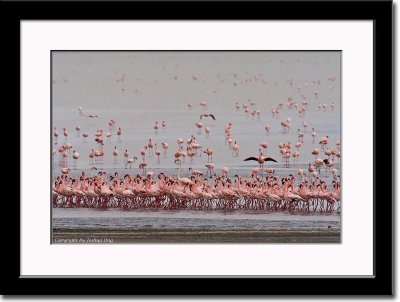 Dancing Flamingos