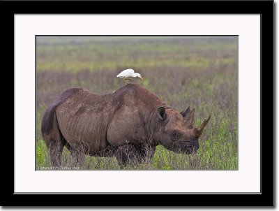 Rhino with Egret on the Back
