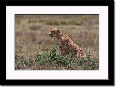 Watchfull Cheetah