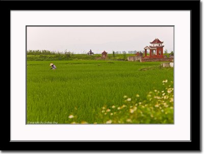 Burial Place at Rice Fields