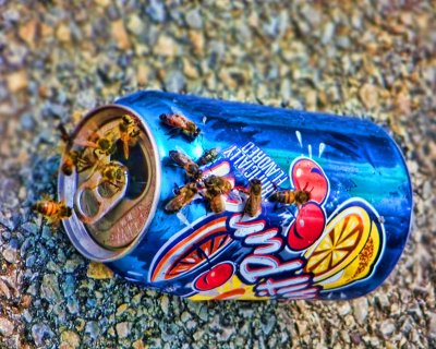 09 18 08, BEES IN CAN, TF, CASIO V7.jpg