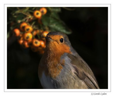 Robin