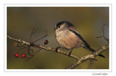 Long Tailed Tit