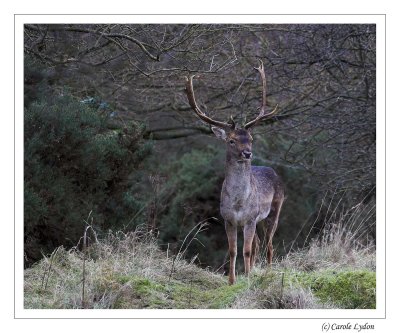 Fallow Deer Stag