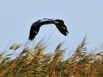 106 Grey Heron.jpg