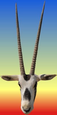 261 Arabian Oryx.jpg