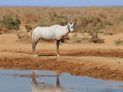 262 Arabian Oryx.jpg