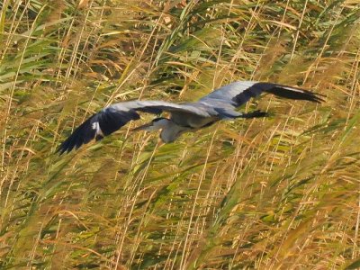 107 Grey Heron.jpg