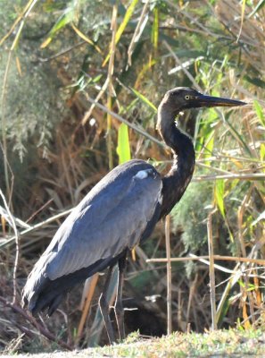 110 Purple Heron.jpg