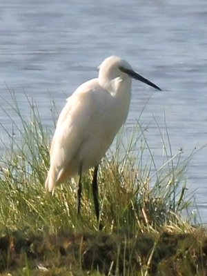 113 Little Egret.jpg