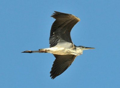 121 Grey Heron.jpg