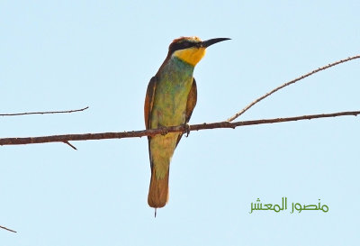 125 European Bee Eater.jpg