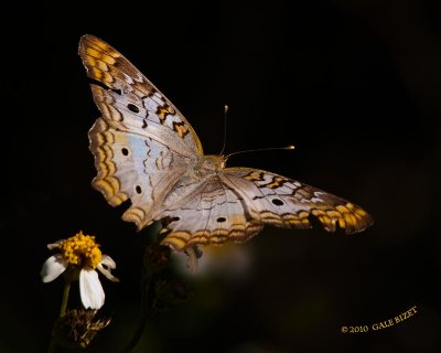 Butterfly nt 7840.jpg