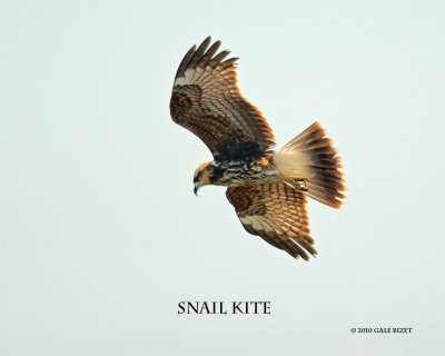 Snail Kite nt 7909.jpg