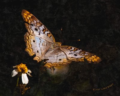 Butterfly Paint nt 7840.jpg
