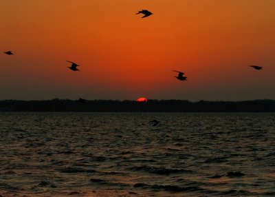 sunsetbirds.nt2333.jpg