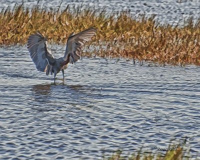 Redish Egret 5457.jpg