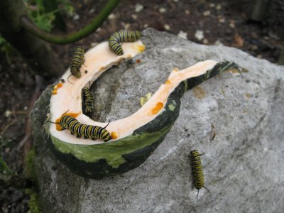 Mitch goes wandering with the camera and finds....monarch caterpillars on a piece of melon