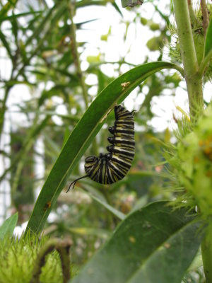 Monarch caterpiller hanging out