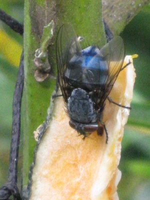 A blue fly