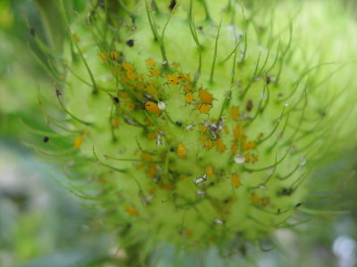 Bright yellow aphids