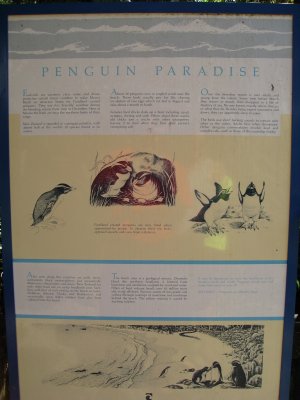 Oh! We're in Penguin Paradise!