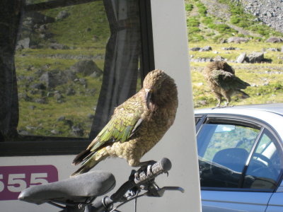 Back on the road at an overlook parking lot, a Kea, the mischievious wild birds of NZ