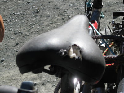 We watched this Kea have a ball as he happily ripped the stuffing out of this bike seat.