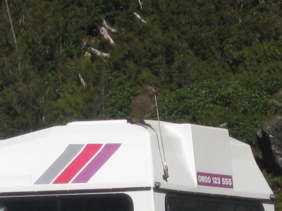 A little fuzzy, but funny picture of a Kea holding onto and nibbling on an antenna!