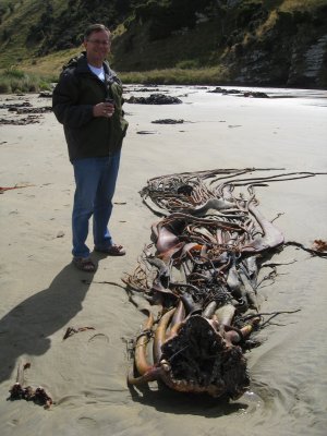 Cannibal Bay - huge whole kelp plants washed up on the beach