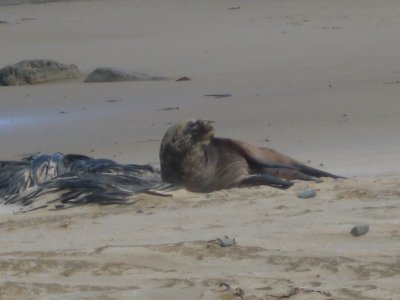 A close sea lion encounter on the beach at Waipapa Point